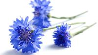 Eau Florale de Bleuet 