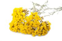 Eau Florale d'Hélichryse (immortelle)